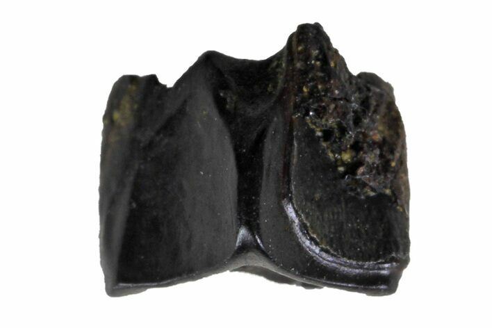 Fossil Hadrosaur (Edmontosaurus) Shed Tooth- Montana #135411